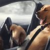 Drive Safely with Your Four Legged Friends: Tips For Keeping Dogs Safe In The Car