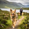 Dog Friendly Scotland: Beyond the Obvious Spots