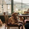 Golden Labrador sitting on a wooden chair with plaid cushion at a dining table with a countryside view through large windows.