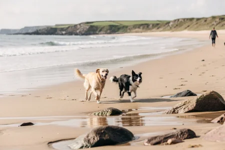 The Best Dog Friendly Beaches in Scotland Worth Visiting